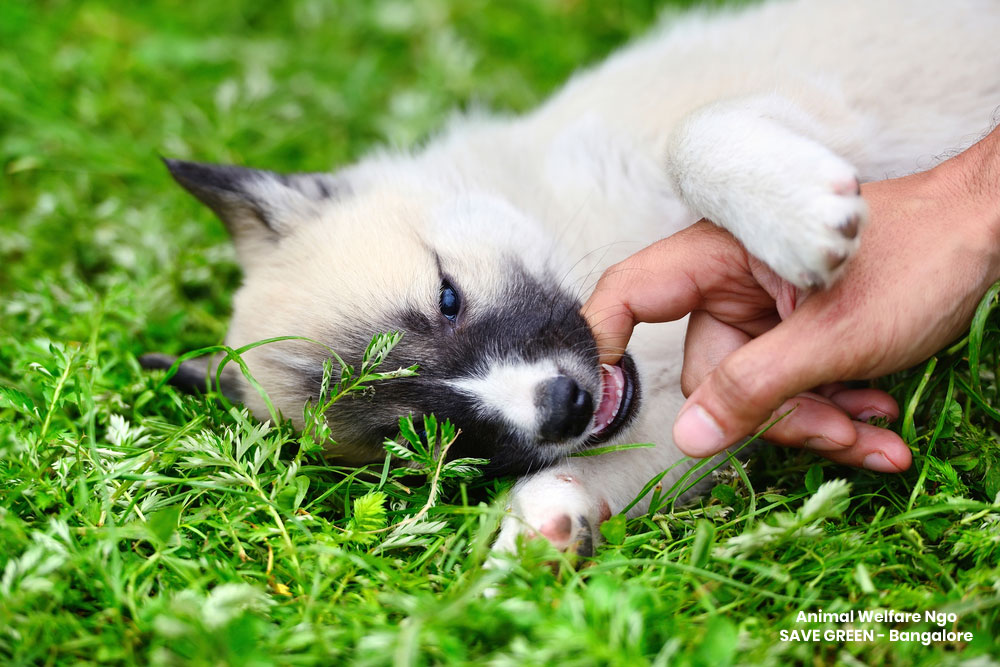 Animal Welfare Ngos | Animal Ngo Dogs | Animal Welfare | Bangalore Animal Welfare Ngos | Animal Ngo Dogs | Animal Welfare | Bangalore